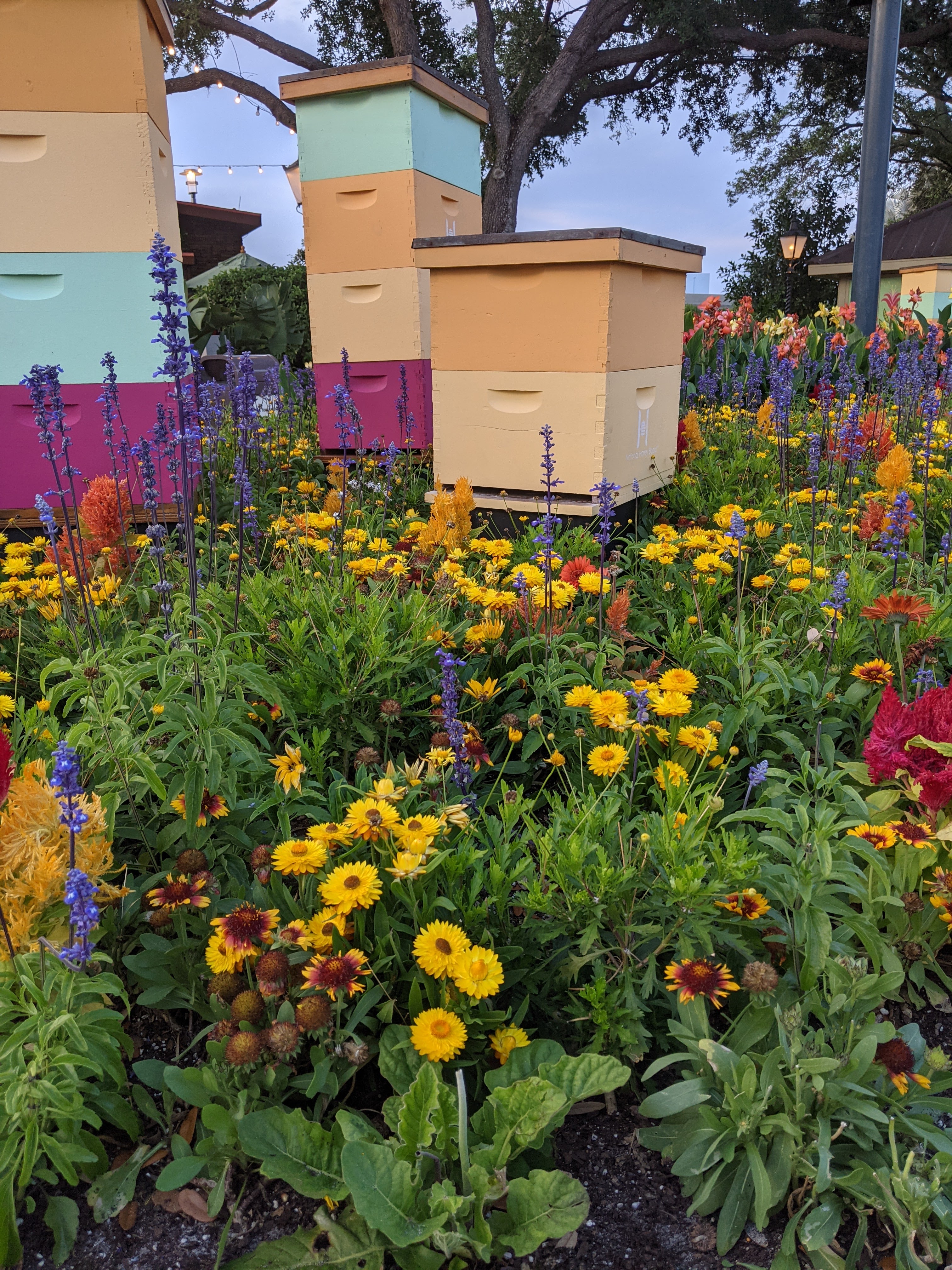 Beehives amongst wild flowers.